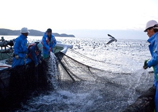 スマート水産業情報システムの画像