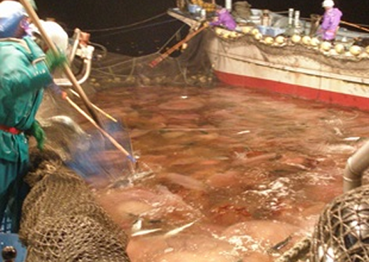 有害生物出現情報（大型クラゲ出現情報）の画像